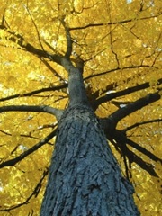 yellow_tree